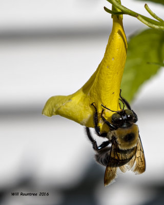 5F1A4922 Eastern Carpenter Bee.jpg