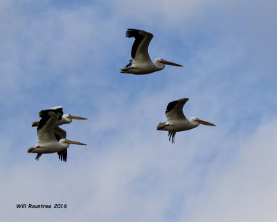 5F1A4955 American White Pelicans.jpg