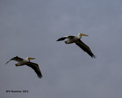 5F1A4960 American White Pelican.jpg