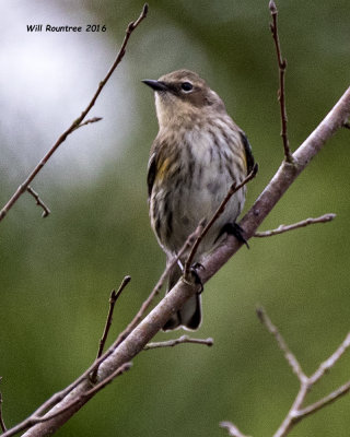 5F1A4992 Myrtle Warbler.jpg