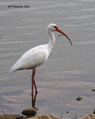 5F1A5004 White Ibis.jpg