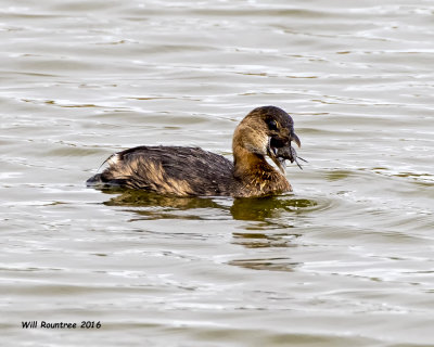 5F1A5034 Pied-billed Grebe.jpg
