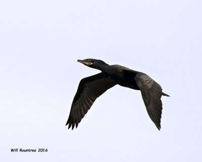 5F1A5041 Neotropic Cormorant.jpg