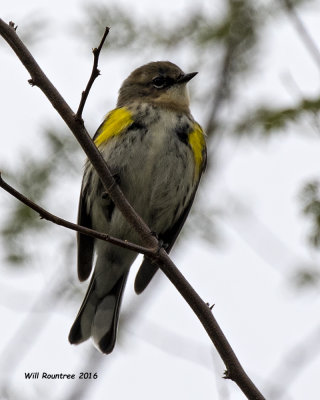 5F1A5069 Myrtle Warbler.jpg