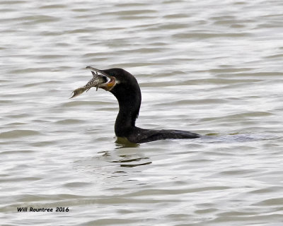 5F1A5137 Neotropic Cormorant.jpg