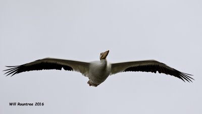5F1A5202 American White Pelican.jpg