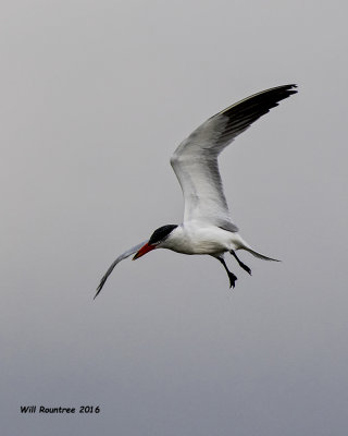 5F1A5215 Caspian Tern.jpg