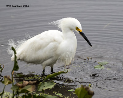 5F1A5271 Snowy Egret.jpg
