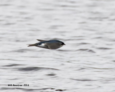 5F1A5276 Tree Swallow.jpg