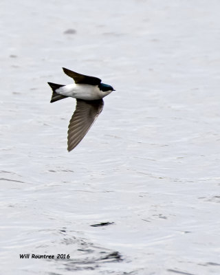 5F1A5285 Tree Swallow.jpg