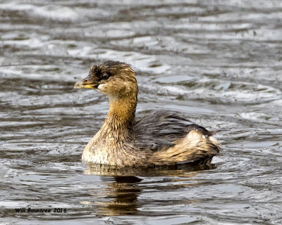 5F1A5301 Pied-billed Grebe.jpg