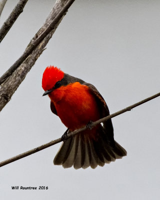 5F1A5355 Vermillion Flycatcher.jpg