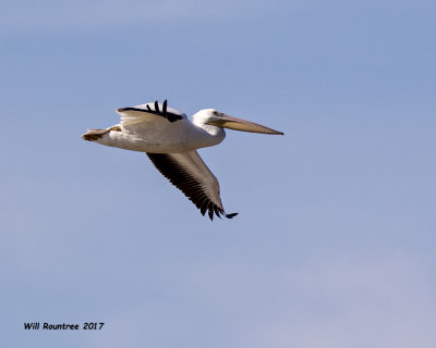 5F1A5595 American White Pelican.jpg