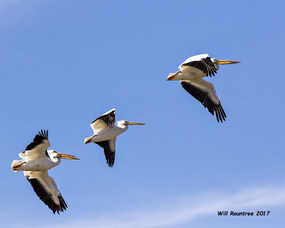 5F1A5602 American White Pelican.jpg