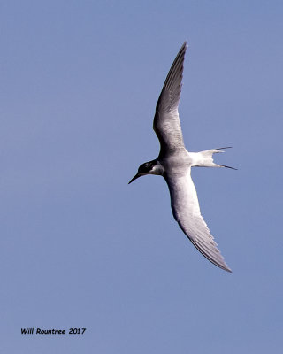 5F1A5664 Forsters Tern.jpg