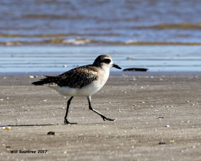 5F1A5740 Plover.jpg