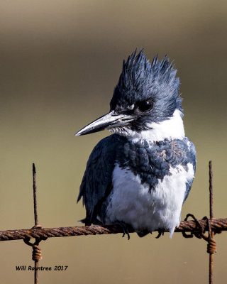 5F1A5857 Belted Kingfisher.jpg