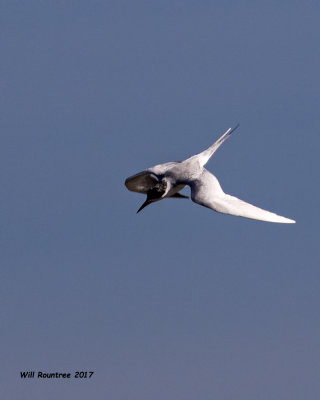 5F1A5654 Forsters Tern.jpg