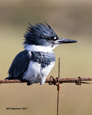 5F1A5865 Belted Kingfisher.jpg