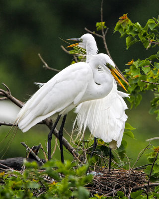 _MG_9824 Great Egret.jpg