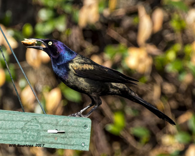 5F1A6580 Great-tailed Grackle.jpg