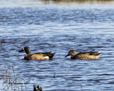 5F1A6671 Blue-winged Teal.jpg