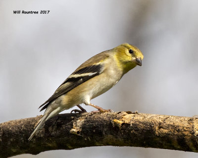 5F1A6763 American Goldfinch.jpg