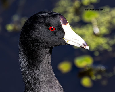 5F1A7409 American Coot.jpg