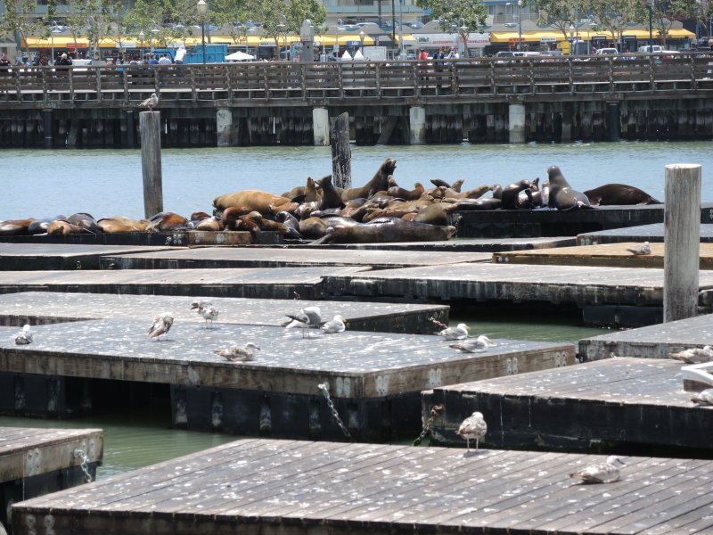Sea Lions at Pier 39