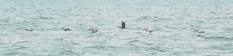 Pelicans