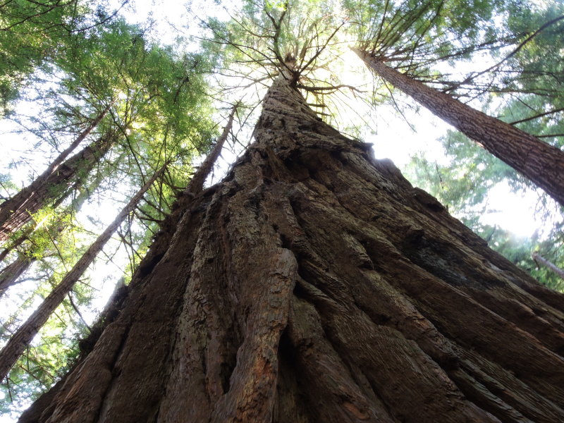 Muir Woods