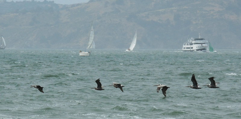 Pelicans