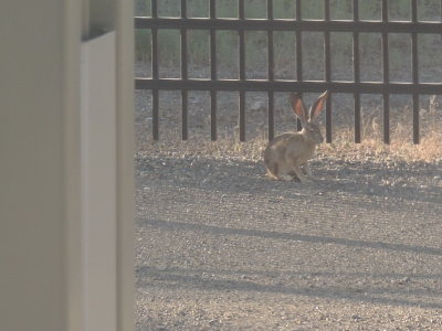Sacremento Rabbit