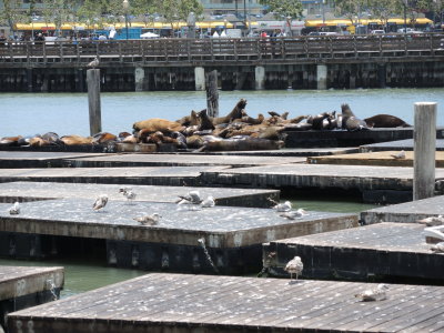 Sea Lions at Pier 39