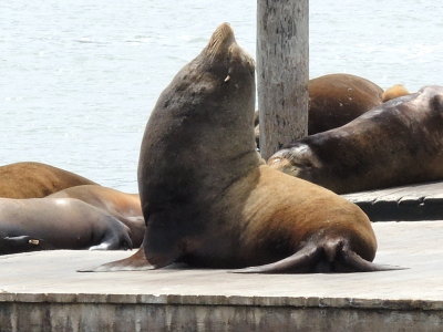 Sea Lions at Pier 39