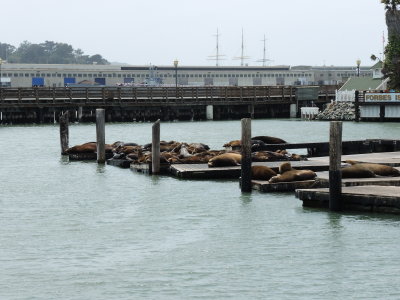 Sea Lions at Pier 39