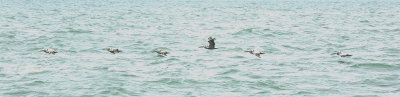 Pelicans