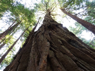 Muir Woods
