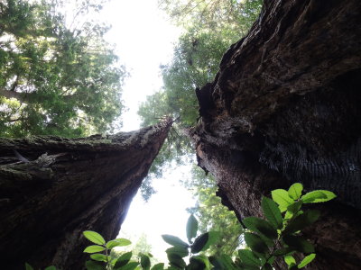 Muir Woods