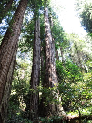 Muir Woods