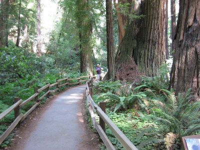 Muir Woods