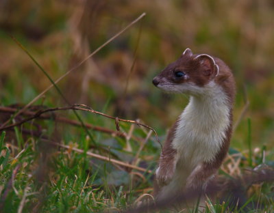 stoat2.jpg