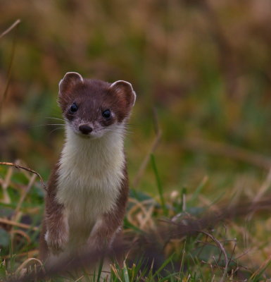 stoat3.jpg