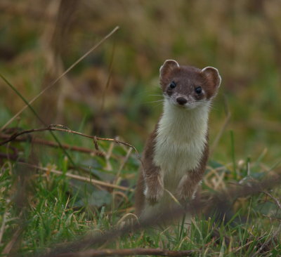 stoat.jpg