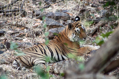 National parks in Central India