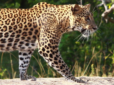 Sri Lanka, Leopards