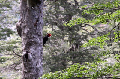Magellan woodpecker