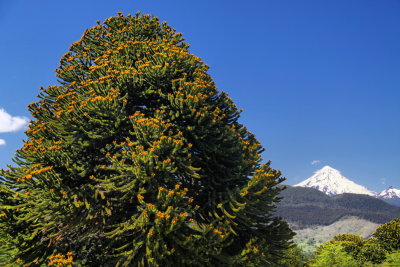 Flowering araucaria and volcan Villarica