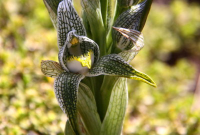 Magellan- or porcelain orchid