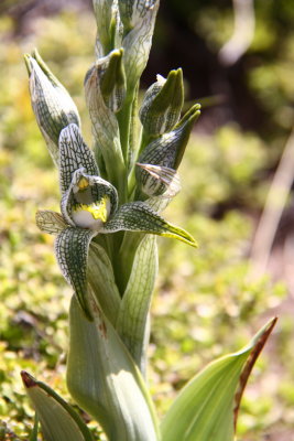 Magellan- or porcelain orchid